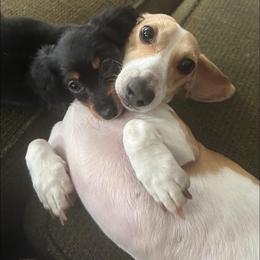 Dachshund All Grown Up from Oakleys Dachshund Haven