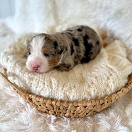 Tyson - Merle male Bernedoodle puppy in Bremen, Indiana from Farmland Doodles