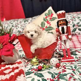 Paul - White male Bichon Frise puppy in Upland, California from Prime Paradise Kennel