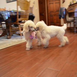 Poodle Puppies from D and D Standard Poodles