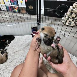 Momo- peach maroon collar - Red female Shiba Inu puppy in Lehigh Acres, Florida from SWFL Happy Dogs