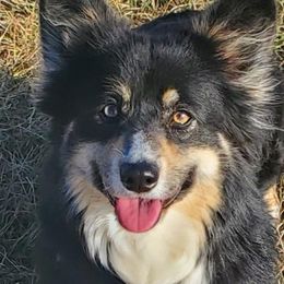 Marie - Pembroke Welsh Corgi
