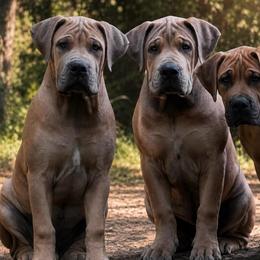 FAFO - Fawn male Boerboel puppy in Pennsylvania from Cold River Boerboels
