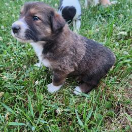 Eli - Sable and white male English Shepherd puppy in Columbia, Connecticut from Tranquil Morning Farm