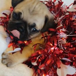 Logan - Fawn male Pug puppy in Blountsville, Alabama from Rock Springs Pugs