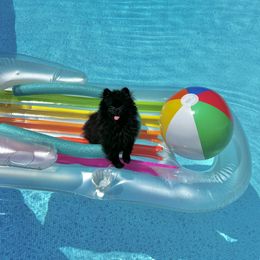 Pomeranian Puppies from POMS USA