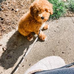 Poodle Puppies from Miniature Poodle Stud and Pups