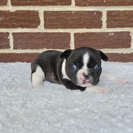 Boy 2 - Black and white male French Bulldog puppy in Gloster, Mississippi from Donna's French Bulldogs