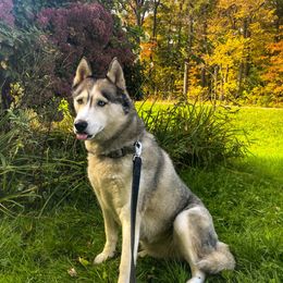 Alaskan Huskies from SunSpark Huskies