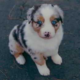 Coconut - Blue merle female Australian Shepherd puppy in Cotati, California from Tried and True Aussies