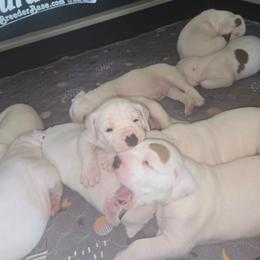 Megan - White and brown female American Bulldog puppy in Abita Springs, Louisiana from Slumski's Bulldogs