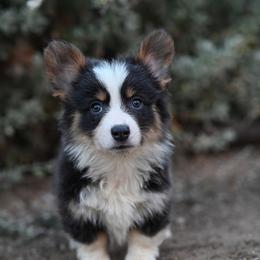 Sapphire - Black and tan female American Corgi puppy in Mariposa, California from Gem Coast Corgis