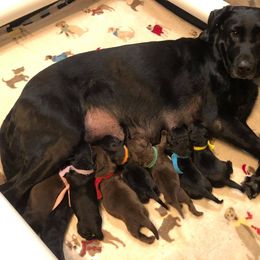 Labrador Retriever Puppies from Harvest Moon Farm