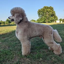 Luke - Poodle