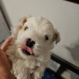 Snoopy boy 2 (orange) - White and buff male Bichon Frise puppy in Lavon, Texas from Sissy’s Heavenly Paws