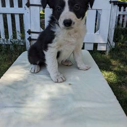Hazelnut, girl - Border Collie puppy from White Sage Kennel