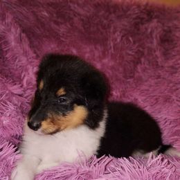 Girl 2 - Collie puppy from Prime Star Collies