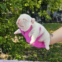 Pam - Cream French Bulldog puppy in Fisher Island, Florida from Stack Pack Frenchies