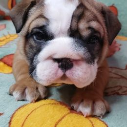 Bulldog Puppies from Illinois Bullies Kennel