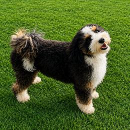 Indy - Bernedoodle