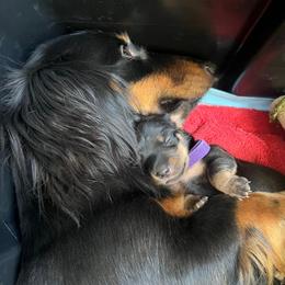 Coffee - Dachshund