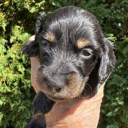 Carter - Black and tan male Dachshund puppy in Rhode Island from FOSTERS FRENCHIES and DACHSHUNDS