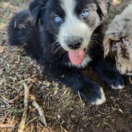Australian Shepherd Puppies from Southern Boy Blues Aussies