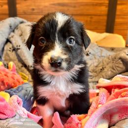 Sarah - Black and white female Border Collie puppy in Franklin, Maine from Broad Meadow Borders