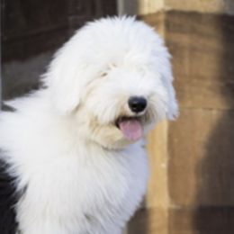 Old English Sheepdogs from Hug