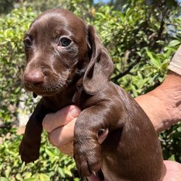 Puppy 4 - Chocolate male Dachshund puppy in Riverside, California from Saddle Up Dachshunds
