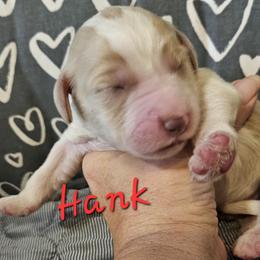 Hank - Sable male Goldendoodle puppy in Kansas City, Missouri from Poppy's Doodles