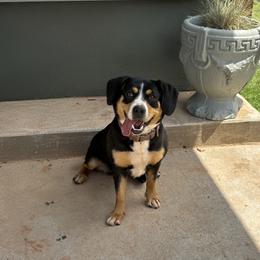 Dora - Entlebucher Mountain Dog