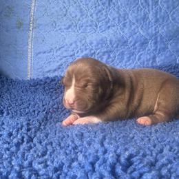 Chocolate Tri - Brown female American Bully puppy in Union County, North Carolina from XLRG BULLIES