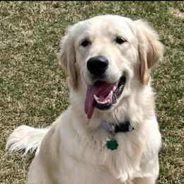 Stella - Golden Retriever