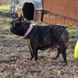 Freya - French Bulldog