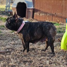 Freya - French Bulldog