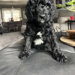 Aussiedoodle, Bernedoodle, Goldendoodle, and Poodle Puppies from Kingsfield Doodles