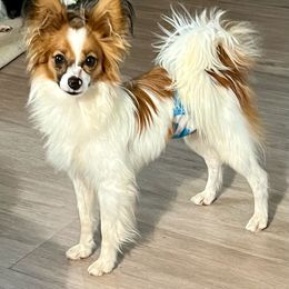 Okie - Papillon