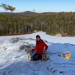 Cockapoo Puppies from Chesley Hill Cockapoos