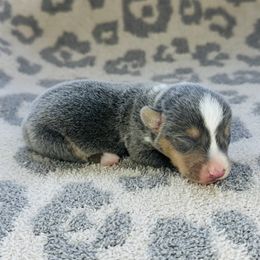Boy 3 - Blue male Pembroke Welsh Corgi puppy in Oklahoma from DRB Australian Shepherds