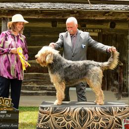 Sloane - Otterhound