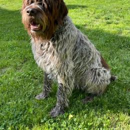 Goldendoodle and Wirehaired Pointing Griffon All Grown Up from Ole Poor Farm