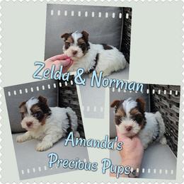 Dutton - Chocolate, tan and white male Yorkshire Terrier puppy in Wartburg, Tennessee from Amanda's Precious Pups