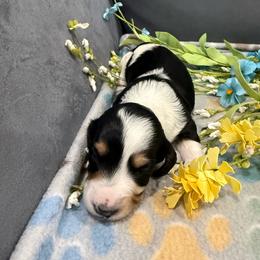 Betsy - Piebald female Dachshund puppy in Troup, Texas from Darling Doxies