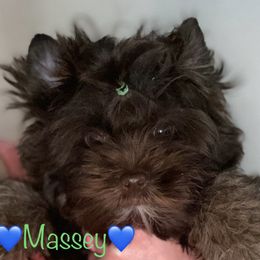 Massey - Yorkshire Terrier