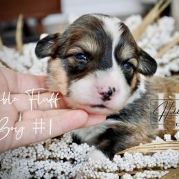 Sable Fluff Boy 1 Tail - Sable male Pembroke Welsh Corgi puppy in Locust Grove, Oklahoma from Hidden Hillsides Corgis