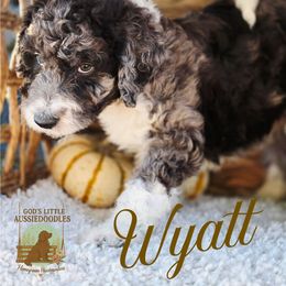 Wyatt - Blue merle male Aussiedoodle puppy in Ennis, Texas from God’s Little Aussies