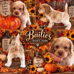 Irish Cream - Red roan male Cockapoo puppy in Holton, Indiana from MoonShine Babies / OZ
