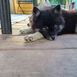 Pomsky Puppies from VooDoux Farms