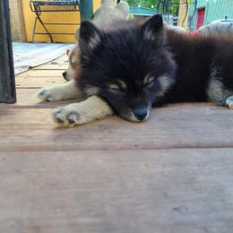 Pomsky Puppies from VooDoux Farms